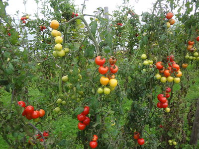 Open Sky Tomaten &#8211; Die resistenten Tomaten-Jungpflanzen frs Freiland 
