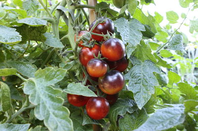 Vegetable breeding: breeding the outdoor tomato Open Sky Happy Black