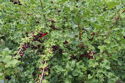 Confi berries &#8211; new jostaberry that we need!