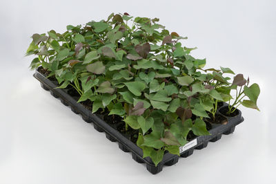 Sugaroots &#8211; Sweet Potato Young Plants for Central Europe