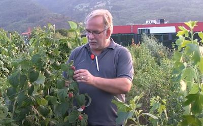 Raspberry breeding at Lubera &#8211; the reinvention of the raspberry for the garden