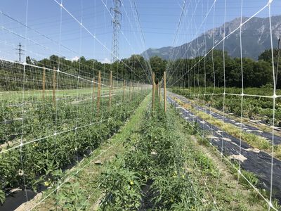 Tomato and aubergine breeding at Lubera Edibles