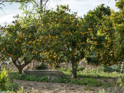 Citrus-Pflanzenproduktion mit Switrus und Citrobella Jungpflanzen