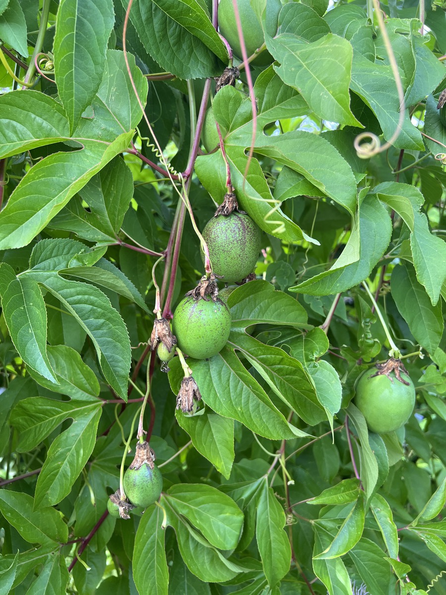 Passiflora incarnata, Passionsfrchte, Eia Popeia, 
