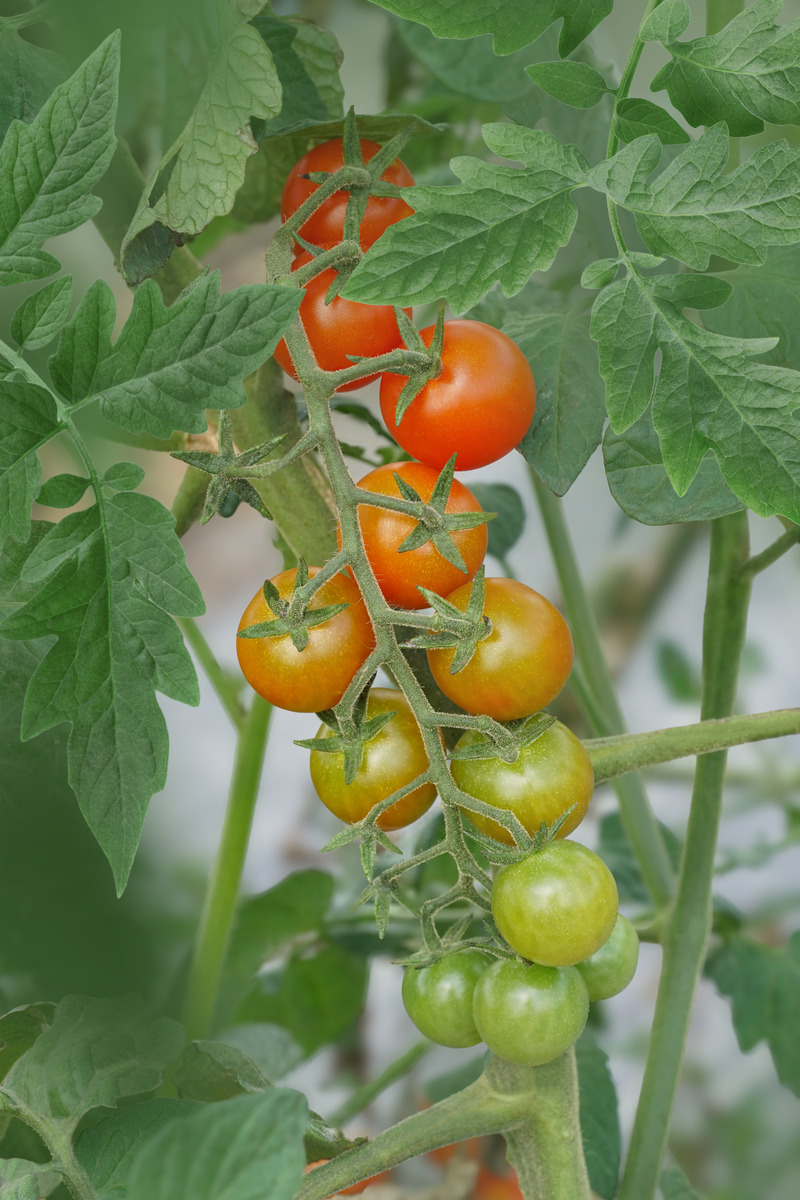 Tomate, Open Sky, Schlingel Max, 191801 F5-1