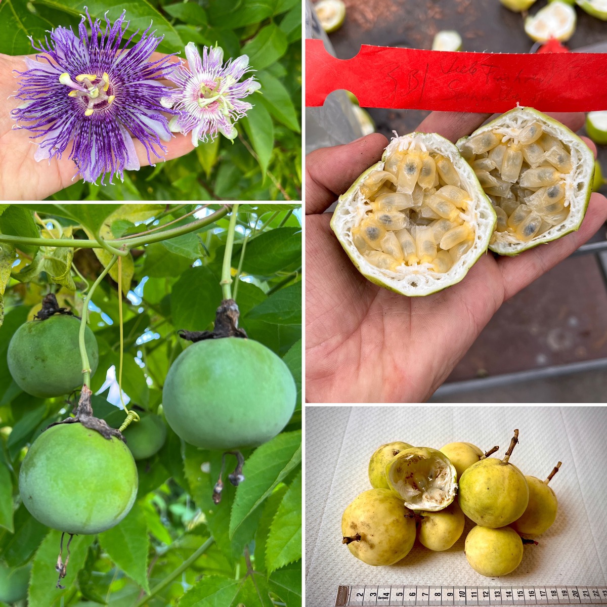 Zchtung, Passiflora, Passionsfrucht, Passiflora incarnata, Eia Popeia