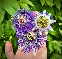 Passiflora