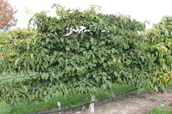 Minikiwi, Kiwibeere, etablierte Pflanzen, Gartenpflanze