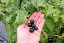 Schwarze Johannisbeere, Ribes nigrum, Cassissima, Little Black Giant