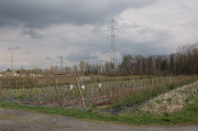 Real-time plant breeding &#8211; a breeding tour in April