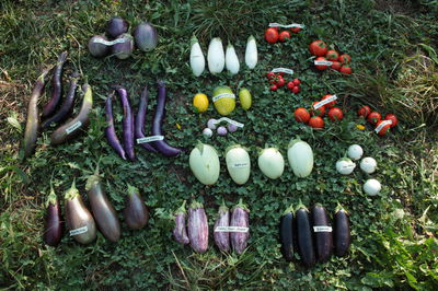 Diversity and Breeding