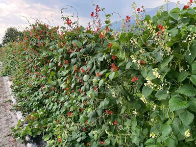 News from Lubera® breeding - passion flowers, fire beans and co.