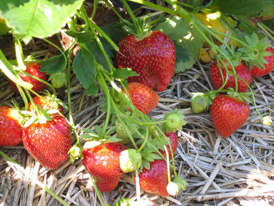 Erdbeeren Pflanzen 