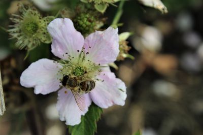 Brombeere Navaho Blten mit einer Biene