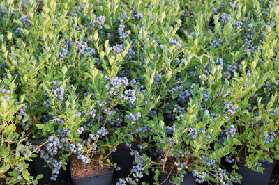 Blueberries for the home garden – The Lubera Edibles assortment