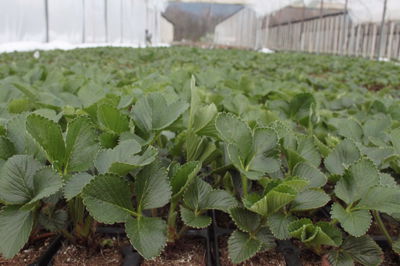 Erdbeerpflanzen Produktion - auf den Verkaufszeitpunkt kommt es an!