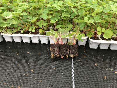 Why buy strawberry young plants from Lubera Edibles?