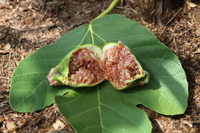 Figs for brave gardeners – the solution to (almost) all fig problems 