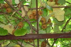 Kiwi-Jungpflanzen &#8211; großfruchtige Kiwi-Sorten für Mitteleuropa