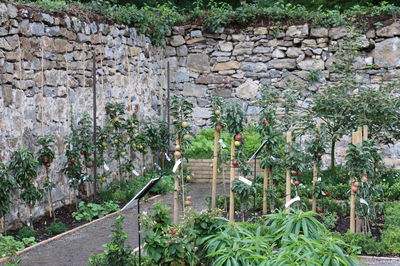 5 Gründe für die Hausgarten-Züchtung von Obst- und Beerenpflanzen