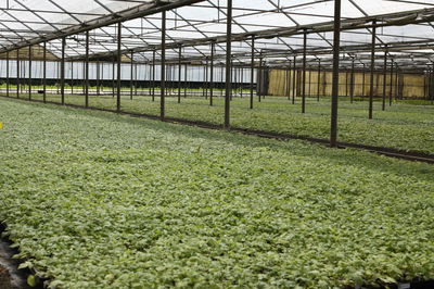Our young plants for your success – quality assurance at Lubera Edibles�