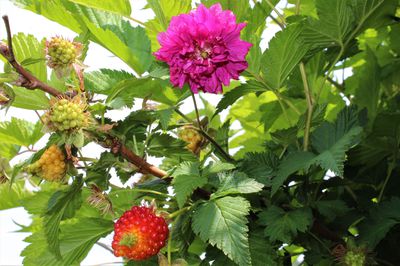 The beginning of ornamental raspberries – salmonberry young plants at Lubera Edibles