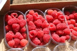 Raspberries 2023 – the ranking of varieties, growth types, fruit colours and plant sizes