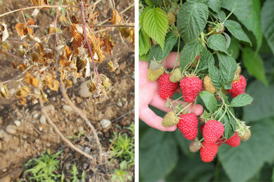 Zangenangriff auf die Wurzelf�ule bei Himbeeren
