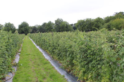 Complaint rates and sales opportunities for raspberry plants