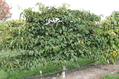 Kiwiberry® - die Kiwibeeren-Jungpflanzen der neuesten Generation 