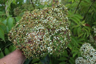 Howunder - Sambucus canadensis als Gartenholunder