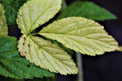 Raspberry plants with yellow leaves – symptoms and causes