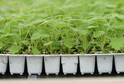 Herbsthimbeeren Sorten - unser Sortiment im �berblick