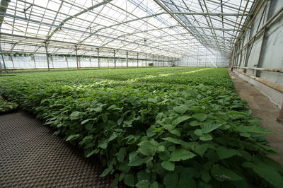 Brombeeren Jungpflanzen auf Bodenbeet