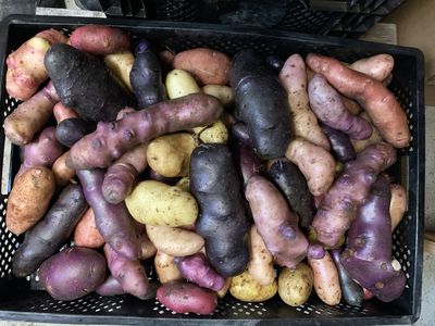 Lubera züchtet Kartoffeln &#8211; die wichtigsten Fragen und Antworten