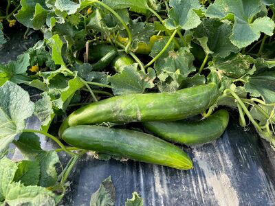 Wie und warum wir bei Lubera robuste Gurken z�chten