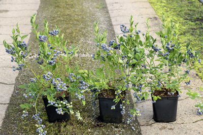 Blueberry plant production – completely rethought