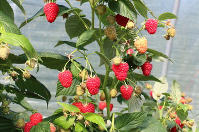 Chef® raspberries – aromatic raspberries from your own garden