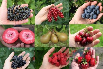 Berryfication – how can we produce and sell fruit trees like berries?