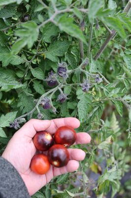 Tomate, Open Sky�, Opensky�-Tomaten, Freilandtomate, Happyblack�