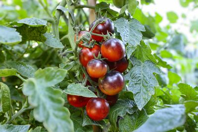 Lubera Open Sky® Tomaten: Die Tomatenrevolution von Lubera