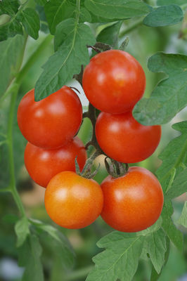Tomate, OpenSky, Schlingel Moritz, 191801 F5-9