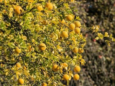 Switrus® – The hardy citrus young plants!