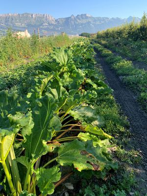 Root power – a look into the future of rhubarb