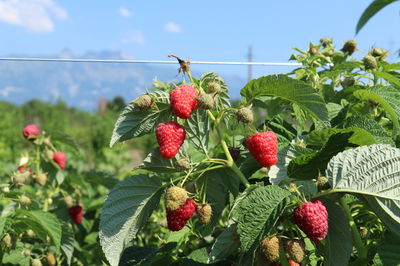 Schlaraffia® raspberries – raspberries that work for the gardener