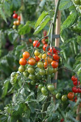 Open Sky� Tomaten, rote Tomate, Freilandtomate, rote Cherry, s��e Tomate
