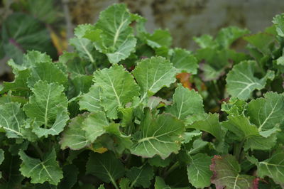Tree kale – the hardy and perennial cabbage plant 