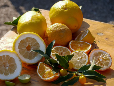 Lubera® Citrobella® - the simple citrus assortment for container cultivation – robust, but not hardy