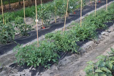Zuwachs bei den OpenSky� Freilandtomaten – Die Strauchtomaten ‚Schlingel� Max‘ & ‚Schlingel� Moritz‘