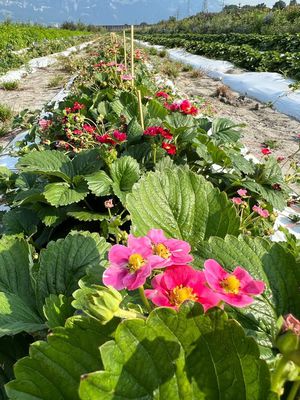 Aroma & Zierde: Erdbeerzüchtung für den Hausgarten